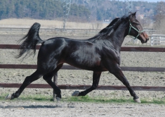 Orecchietti 100427-7